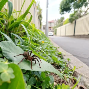 Atrax robustus: A Aranha Mais Venenosa Do Mundo Escondeu Um Segredo Chocante