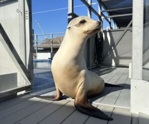 Esta Leoa-Marinha Tem Mais Ritmo Que Você: O Que Isso Diz Sobre o Nosso Cérebro?