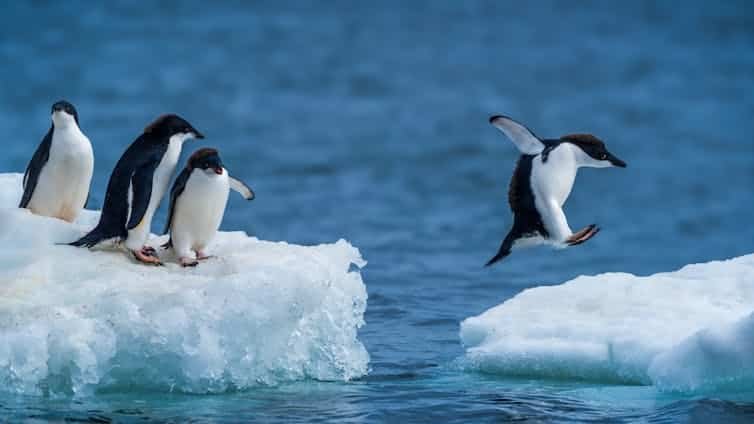 'Completamente inesperado': O gelo marinho da Antártida pode estar em declínio terminal devido ao aumento da salinidade do Oceano Austral